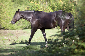 Fototapeta premium black horse run free on paddock