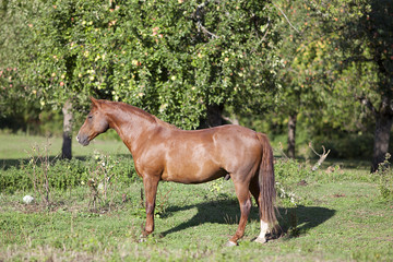 beautiful proud chestnut horse on paddock