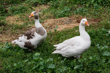 White and mottled goose walking on the grass