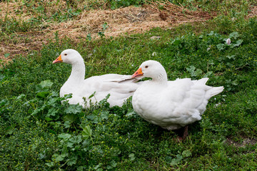 Obraz premium Two white goose sitting on the grass in the yard
