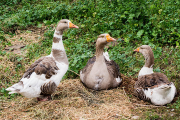 Domestic goose on the grass in the yard