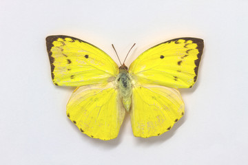 Obraz na płótnie Canvas Butterfly Collection