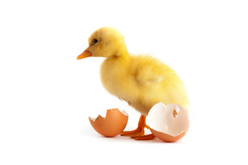 Yellow small duckling