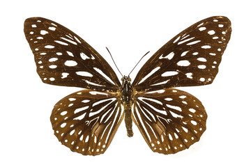 Butterfly Collection