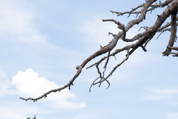 blue sky with hill and tree  