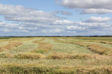 swathed farm field on the prairies