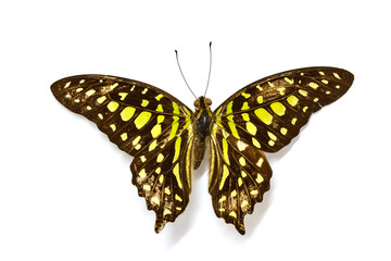 Butterfly Collection