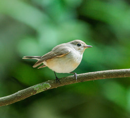  Red-throated Flycatcher female