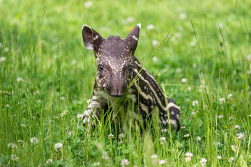Baby of the endangered South American tapir - obrazy, fototapety, plakaty