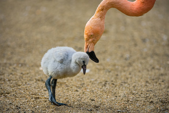 Fototapeta Baby bird of the American flamingo with its mother.