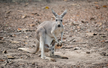 Naklejka na ściany i meble gay kangaroo with joey