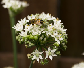 Honey Bee on Blooming Wild Onion Flowers