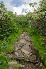 Naklejka premium Trail up Grassy Ridge Bald