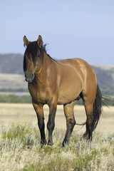 Fototapeta premium Horse known as Casanova, one of the wild horses at the Black Hills Wild Horse Sanctuary, the home to America's largest wild horse herd, Hot Springs, South Dakota