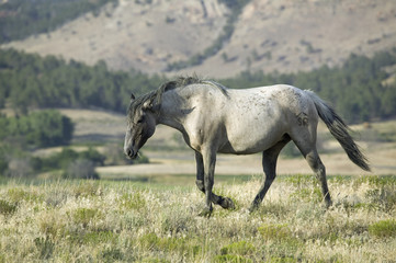 Fototapeta na wymiar Black Hills Wild Horse Sanctuary, home to America's largest wild horse herd, Hot Springs, South Dakota