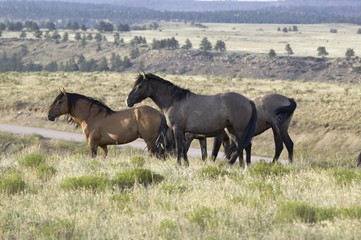 Obraz premium Black Hills Wild Horse Sanctuary, home to America's largest wild horse herd, Hot Springs, South Dakota