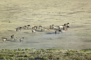 Distant shot of herd of horses at the Black Hills Wild Horse Sanctuary, the home to America's largest wild horse herd, Hot Springs, South Dakota