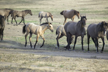 Wild horses walking along roadside of Black Hills Wild Horse Sanctuary, the home to America's largest wild horse herd, Hot Springs, South Dakota