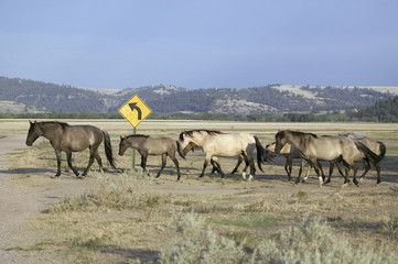 Wild horses crossing road in front of road sign at the Black Hills Wild Horse Sanctuary, the home to America's largest wild horse herd, Hot Springs, South Dakota