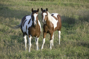 Fototapeta na wymiar Two brown and white Pinto horses in countryside of Nebraska
