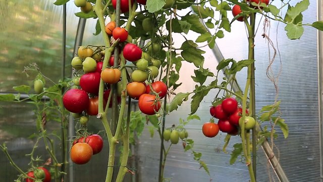 Video ripening green and red tomatoes in a greenhouse