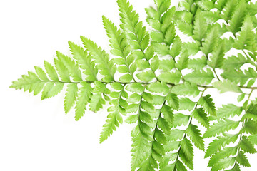 Green leaves, closeup