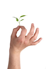 Fototapeta na wymiar Male hand with green plant isolated on white