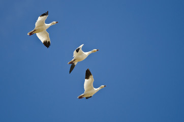 Three Snow Geese Flying in a Blue Sky