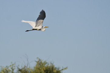 Obraz premium White Great Egret Flying Above The Marsh