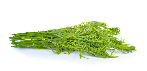 Climbing Wattle, Acacia, Cha-om  on white background