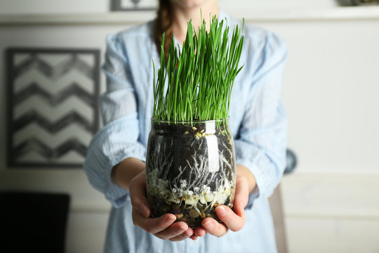 Woman holding transparent pot with fresh green grass