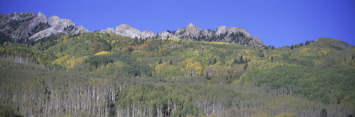 Panoramic of autumn color with mountains in background near Crested Butte Colorado