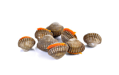 fresh cockles seafood on white background