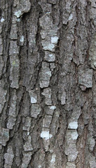oak wood texture