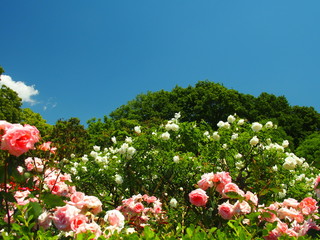 薔薇の咲く風景