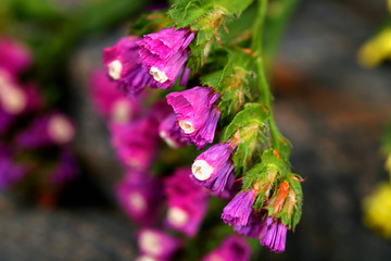Beautiful wild flowers close up