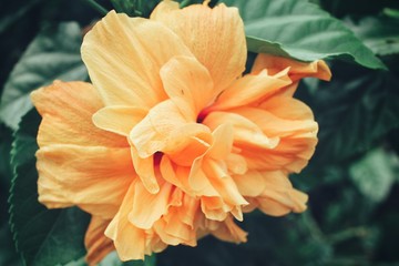 Hibiscus flowers - orange flower