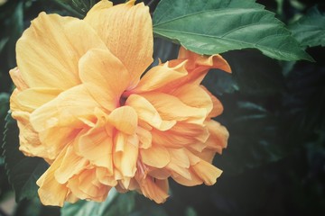 Hibiscus flowers - orange flower