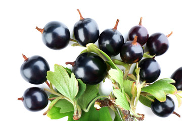 Wild black currant with green leaves close up