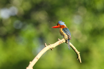 Male Banded kingfisher (Lacedo pulchella