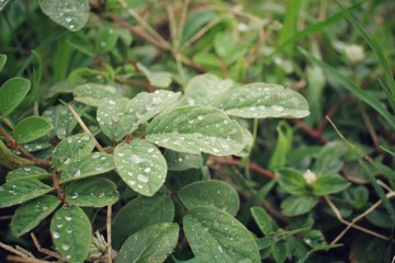 Water drop on leaves
