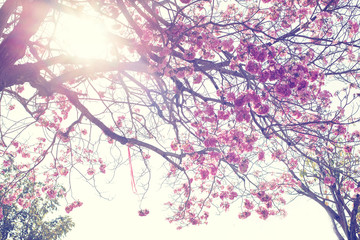 Tree flower in spring vintage and instagram effect, nature background