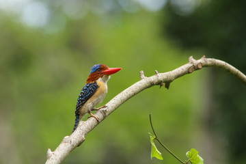 Male Banded kingfisher (Lacedo pulchella