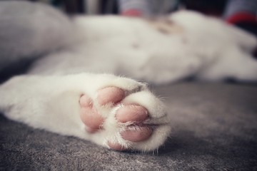 Cat feet