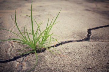 Grass on road cracks