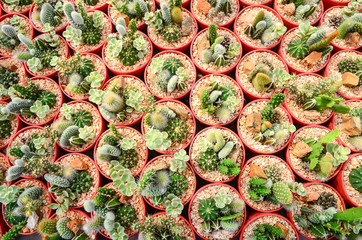 Fototapeta premium Top view of cactus in the farm