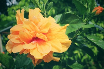 Hibiscus flower - orange flower