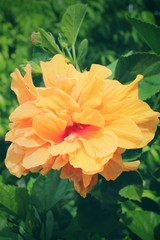 Hibiscus flower - orange flower