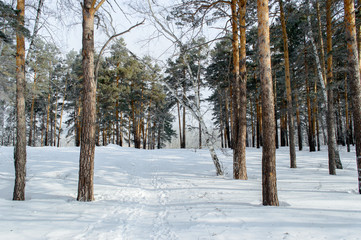 Birch and pine forest