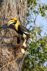 Bird in nature